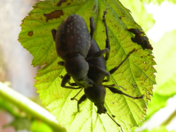 Otiorhynchus vehemens (cf.) - Curculionidae